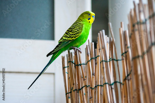 Piccolo pappagallo esotico con piume verdi azzurre e gialle e col becco piccolo, appoggiato su un canneto di bamboo photo