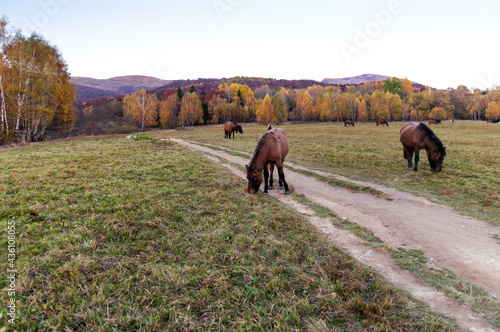 Hucul horses grazing on the summit of Tarnica, the highest mountain of the Bieszczady Mountains, Wołosate © LukaszB