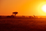 silhouette of a giraffe and a tree in the glowing orange sunset in Etosha National park