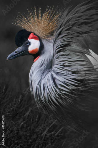 The dark background sets off the golden crown and red curls of the crowned crane