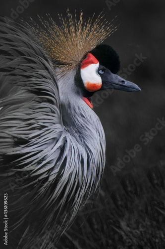 A beauty in a golden crown a crowned crane cutesy half-closes her eyes a dark sets off the beauty of a bird