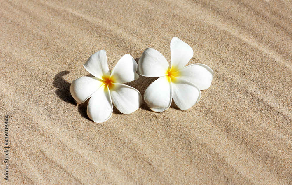 Plumeria flowers on sand. Summer background concept Plumeria flowers on sand. Summer background concept