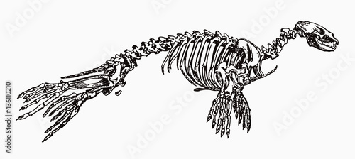 Skeleton of harbor seal phoca vitulina in profile view, after antique engraving from the 19th century photo