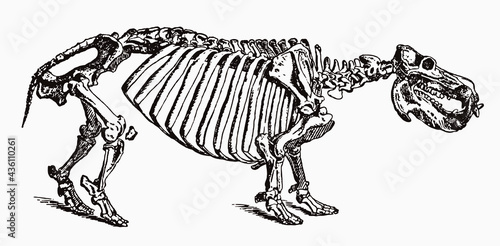 Skeleton of threatened hippopotamus amphibius in profile view, after antique engraving from 19th century