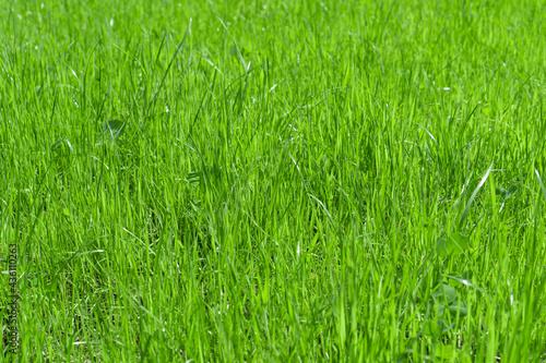 Fresh young green grass texture. Natural background. Selective focus. © Viktoria