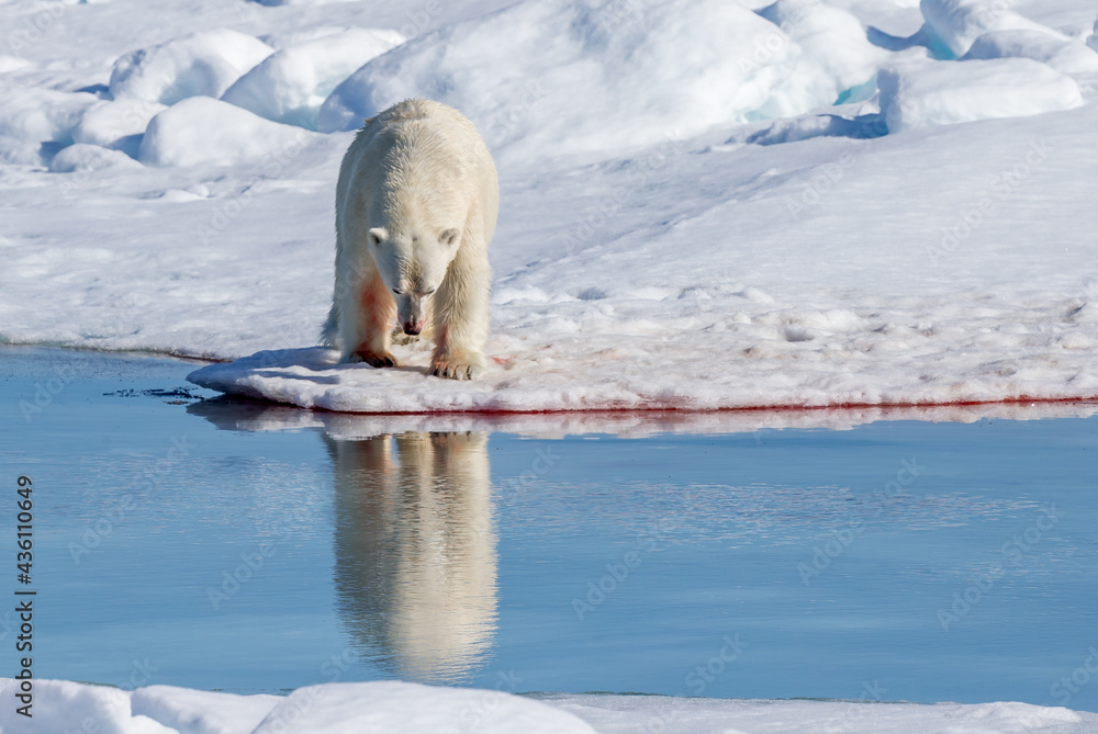 Polar bear reflects in glacier pond near Spitsbergen， Norway.