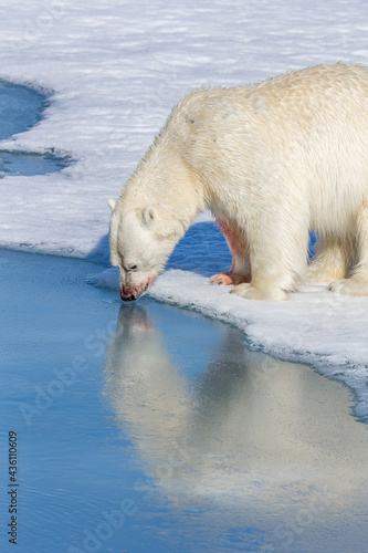 Polar bear in reflection of glacier pond， drinks