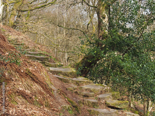 stepped path going uphill between old beech trees in woodland with tangled branches