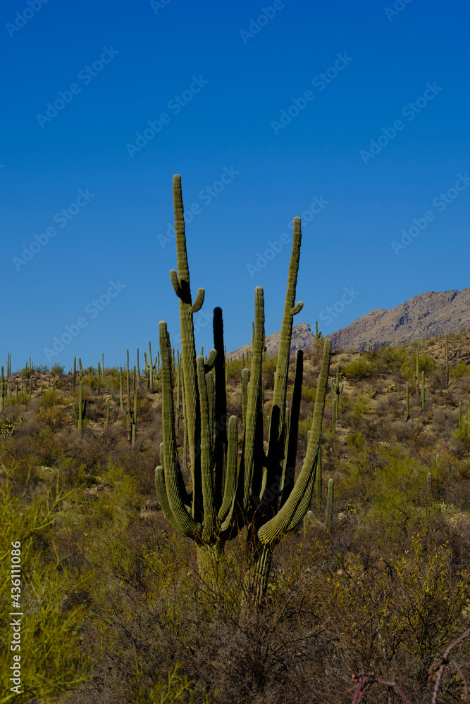 saguaro cactus in Arizona 