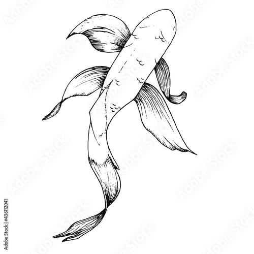 Line art fidh Koi. Japan fish clipart. Illustration Carp