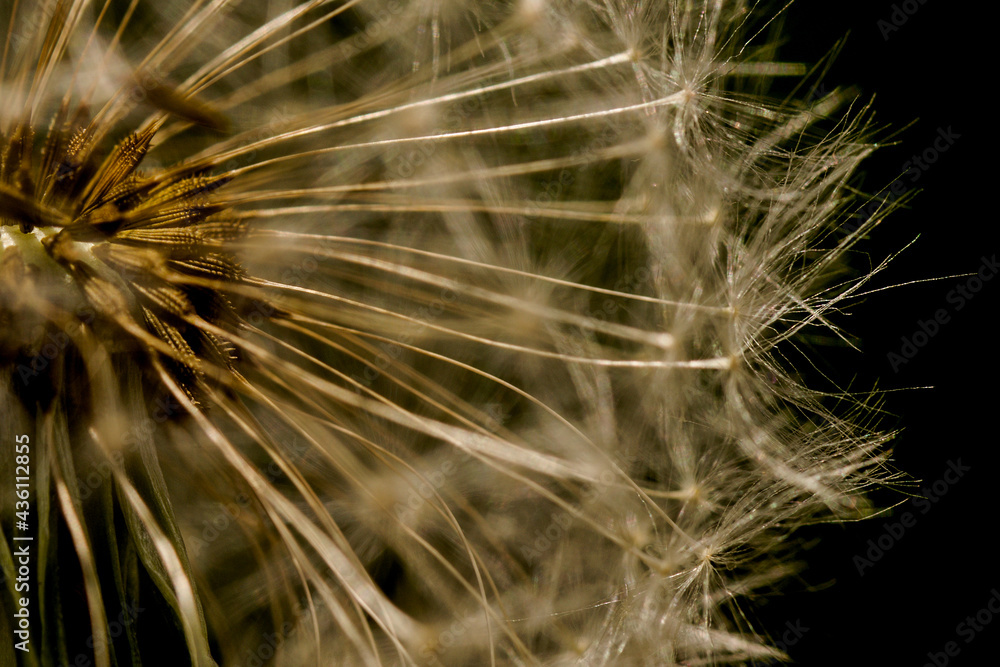 Naklejka premium Pusteblume Löwenzahl Makro mit Samenstruktur