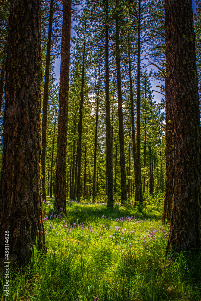 Wildflower blossoms in the forest surrounded by giant ponderosa pines in the summer sun