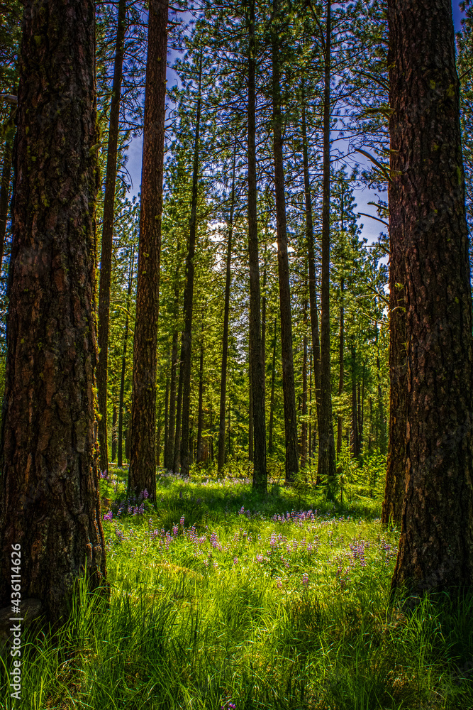 Obraz premium Wildflower blossoms in the forest surrounded by giant ponderosa pines in the summer sun