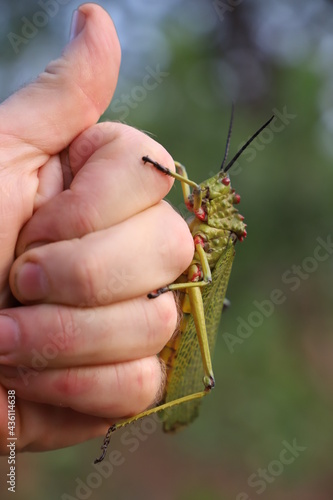 grasshopper on a hand
