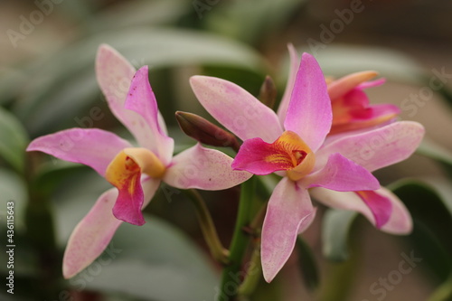 epidendrum unknown 1