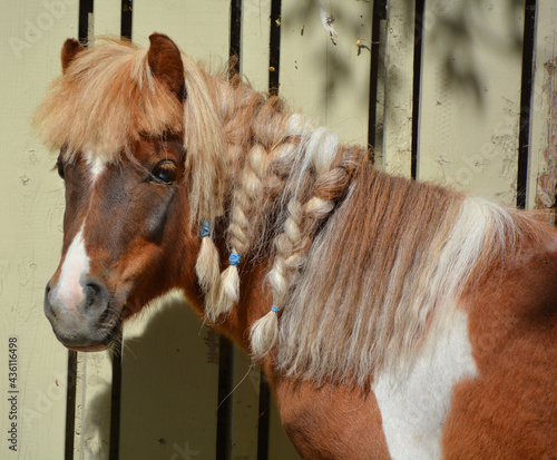 Fotografija Miniature horses are the size of a very small pony, many retain horse characteristics and are considered horses by their respective registries
