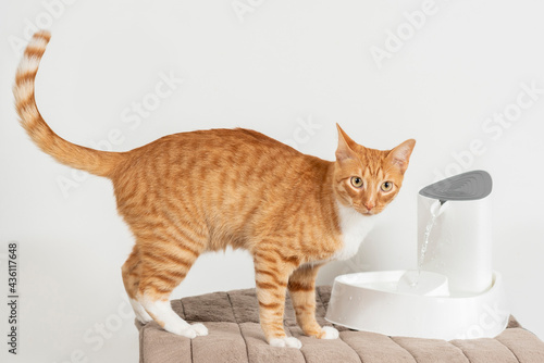 Cat drinking clean water