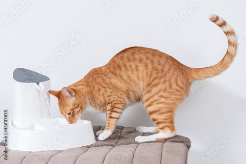 Cat drinking clean water