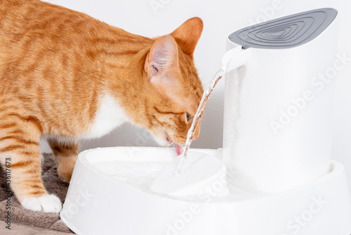 Cat drinking clean water