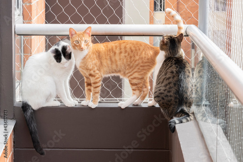 cats on the balcony with protective mesh.