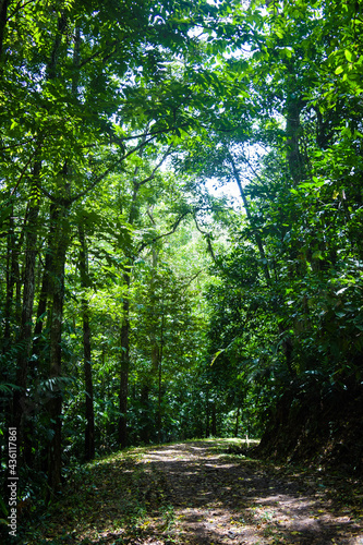 Fototapeta drzewa natura las