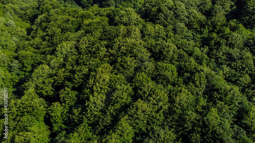 Aerial drone view of green forest in spring. Trees growing in nature. Beautiful Deciduous forest, view from above.