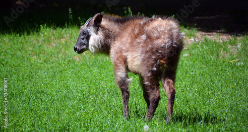 Japanese serow Capricornis crispus is a Japanese goat-antelope, an even-toed ungulate mammal. It is found in dense woodland in Japan, primarily in northern and central Honshu. photo