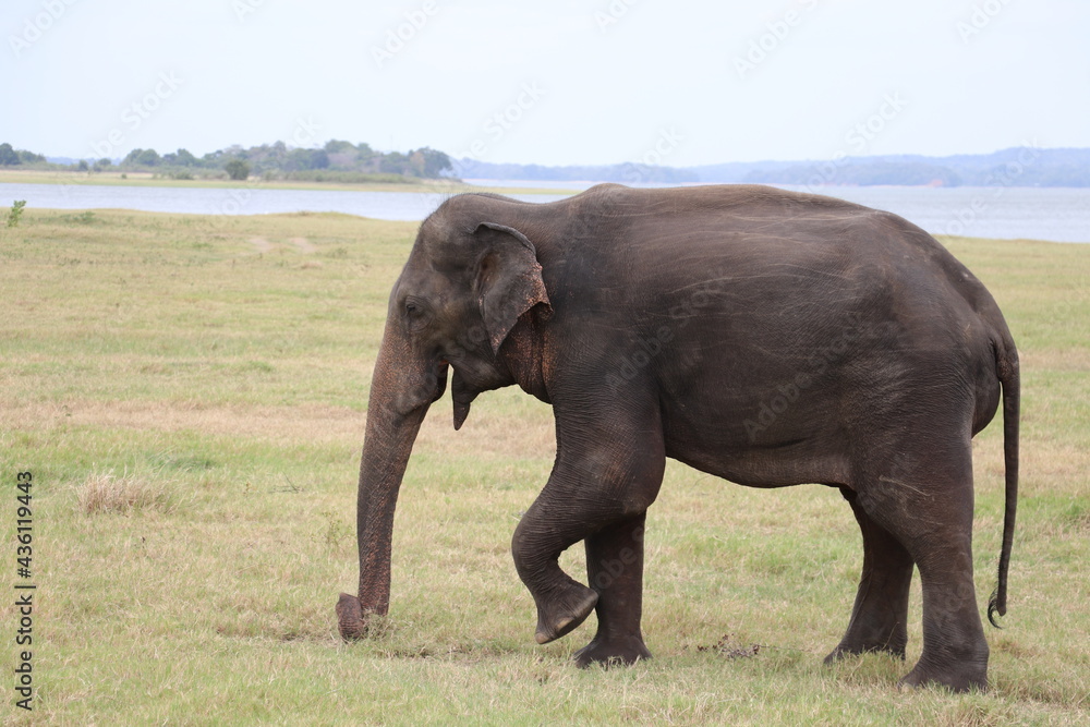 Marching Elephant in Minneriya National Park,Sri Lanka