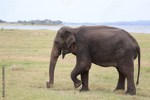 Marching Elephant in Minneriya National Park Sri Lanka