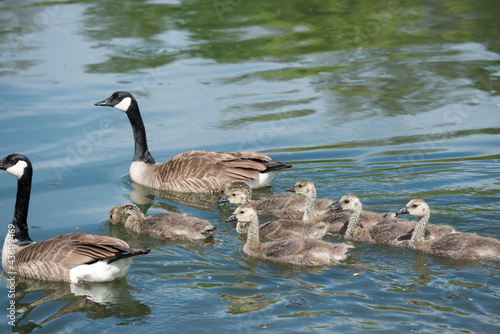 slowly maturing goslings following closely their protective parents as they swim on a river - moving towards the left of the picture
