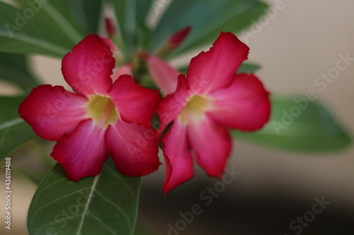 Beautiful Red Desert Rose flowers in home garden,Sri Lanka