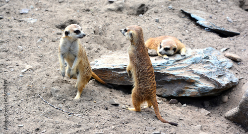 Valokuva The meerkat or suricate is a small carnivoran belonging to the mongoose family l