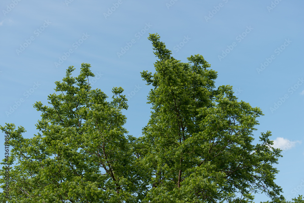 trees against sky trees against sky