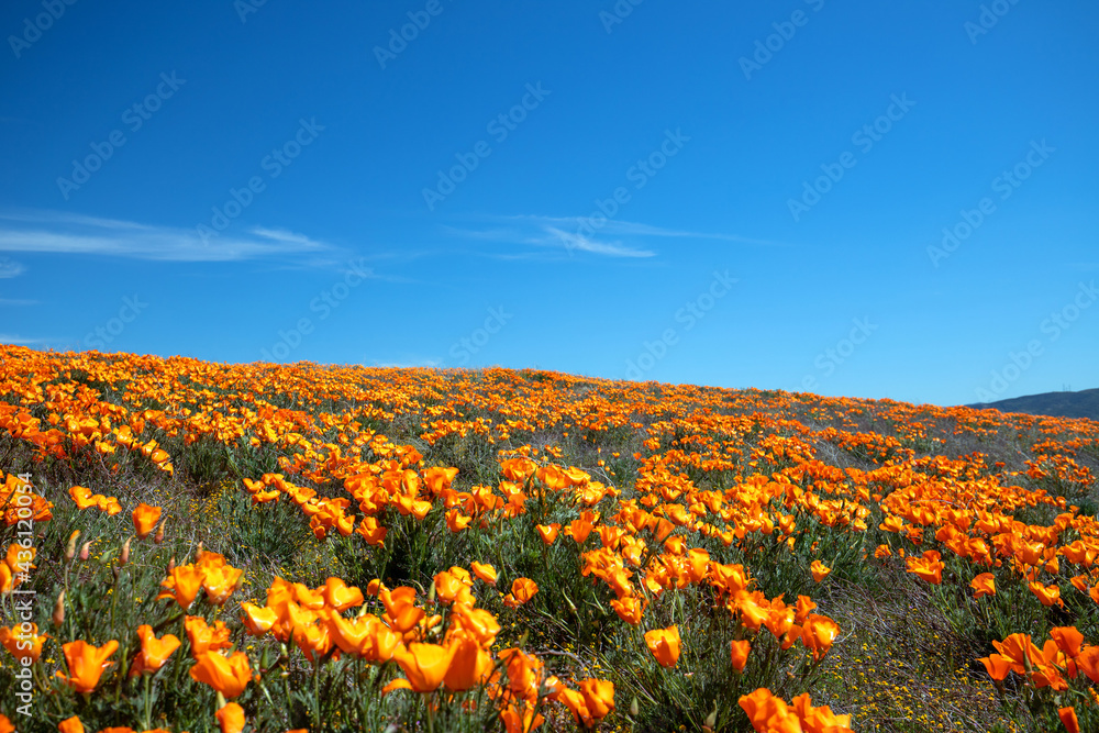 Fototapeta premium Desert hill blanketed with California Golden Poppies under blue cirrus sky in the high desert of southern California USA