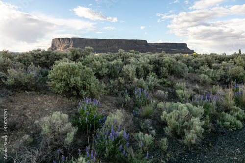 lavender field in region