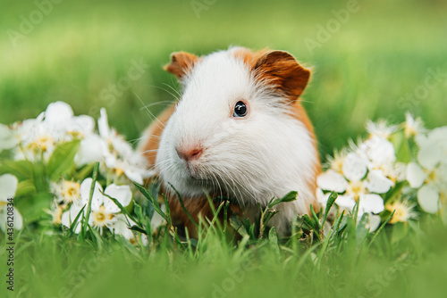 Guinea pig with white flowers in summer