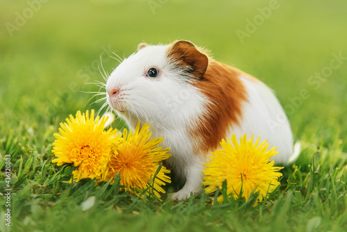 Guinea pig with the dandelion flowers in summer photo