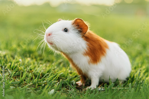 Little guinea pig in summer