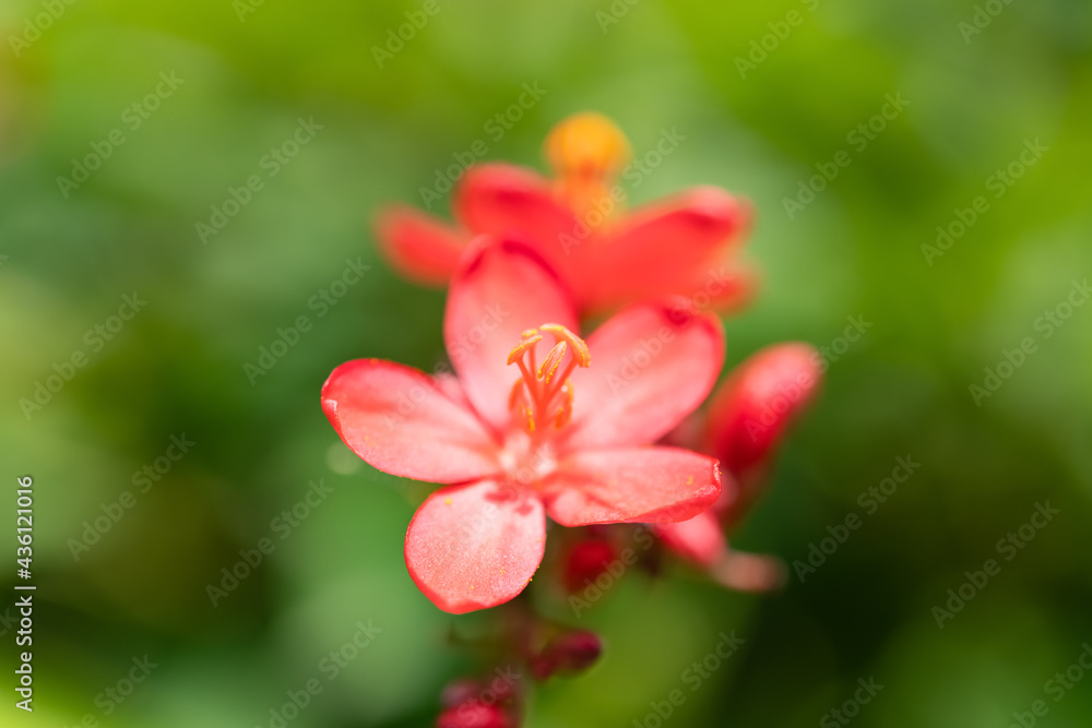 Fototapeta premium beautiful blooming Jatropha integerrima Jacq close up horizontal composition