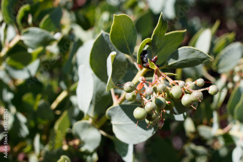 Immature green glabrous indehiscent drupe fruit of Bigberry Manzanita, Arctostaphylos Glauca, Ericaceae, native monoclinous suprashrub in Red Rock Canyon MRCA Park, Santa Monica Mountains, Springtime. photo