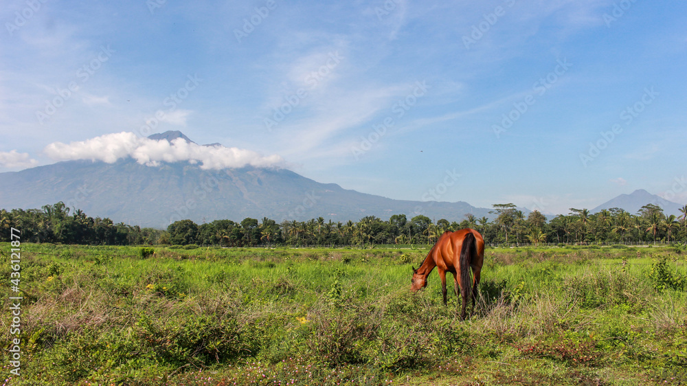 Brown horse with beautiful mane, standing and eating grass the field with beautiful mountain.