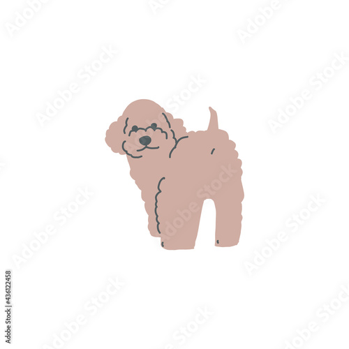 立っている一匹の茶色のトイプードルのイラスト