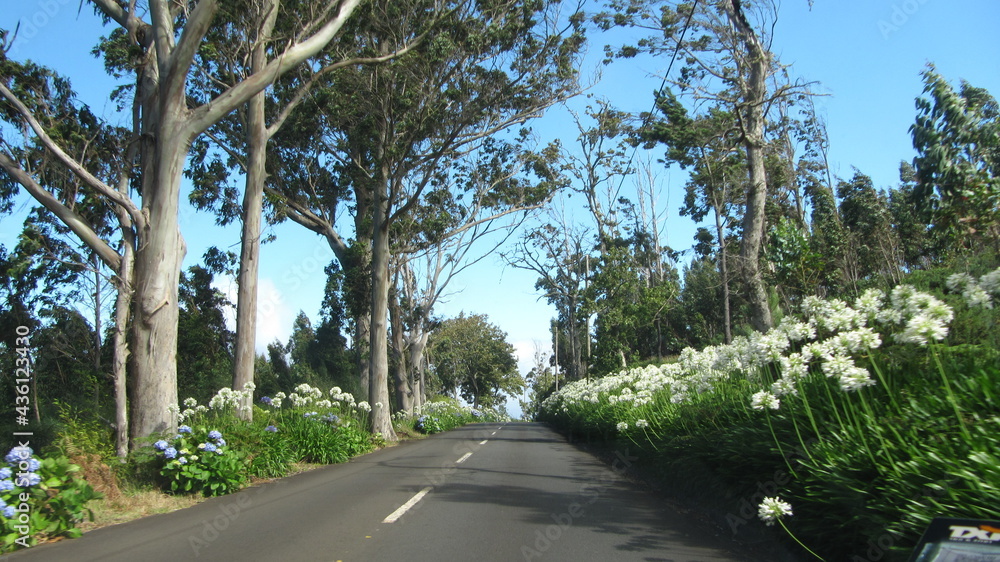 road in the woods of Island of Madeira
