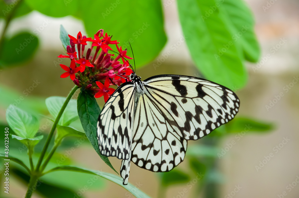 Obraz premium Graceful Paper kite butterfly feeding on nectar from the red flower. Background full of green leaves.