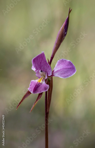 Diuris punctata (Purple Donkey Orchid) - endemic to south-east Australia photo