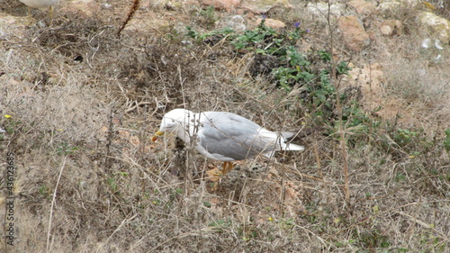 white headed gull on Island of Berlengas
