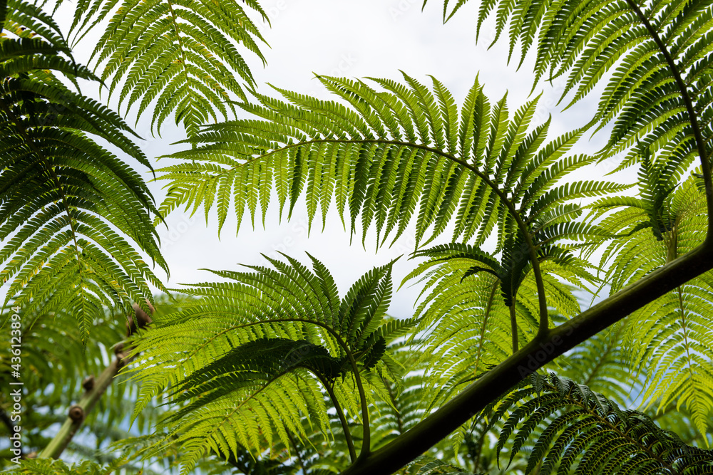Fototapeta premium Gracefully shape green fern leaf seen from below, cloudy sky on background. Iriomote Island.