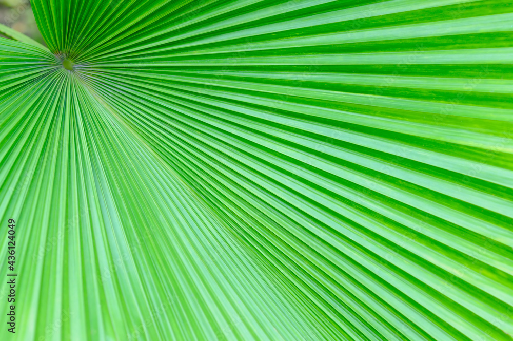 Close up of Palm Tree Leaf Close up of Palm Tree Leaf
