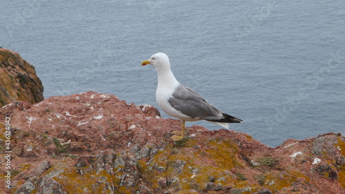 white headed gull on Island of Berlengas