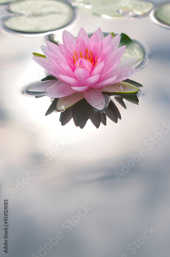 Pink Water Lily (backlighted)